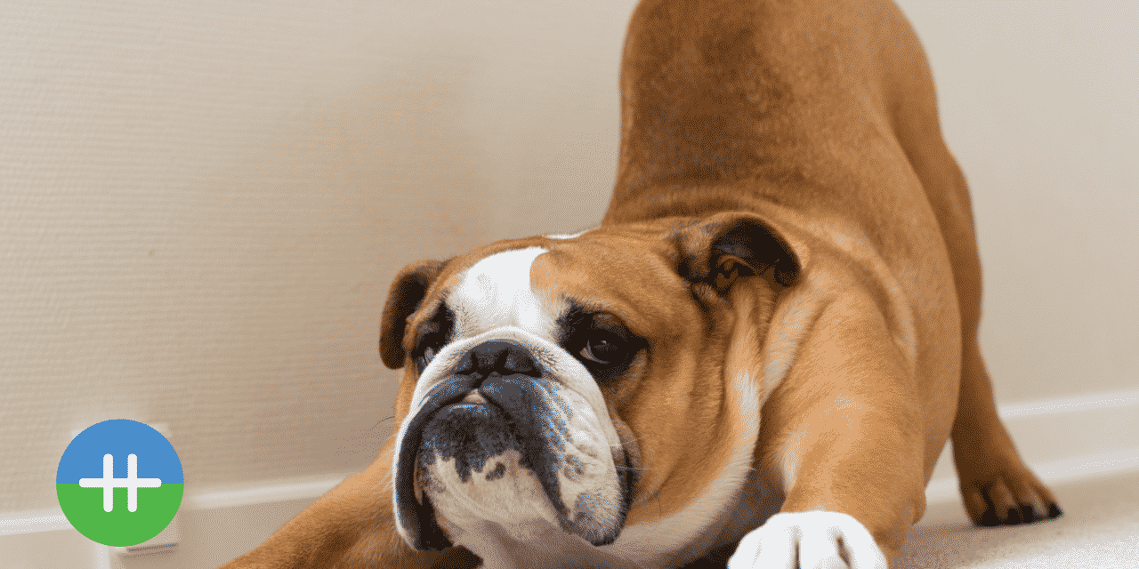 Wat is de beste oefening voor rugklachten?