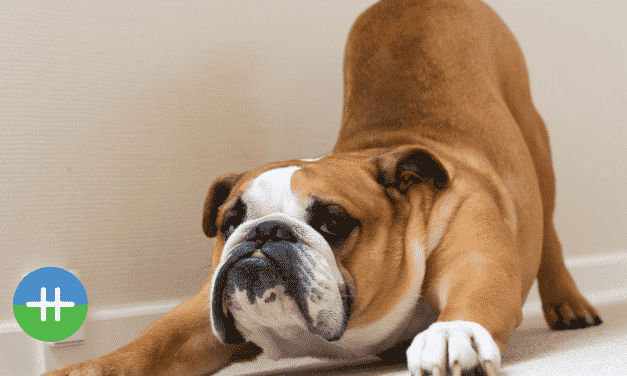 Wat is de beste oefening voor rugklachten?