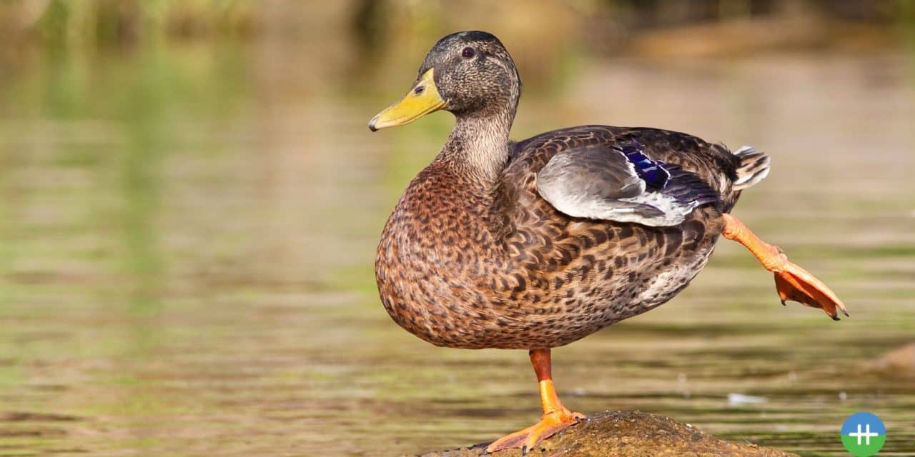 Doe dit eens om je balans te testen.