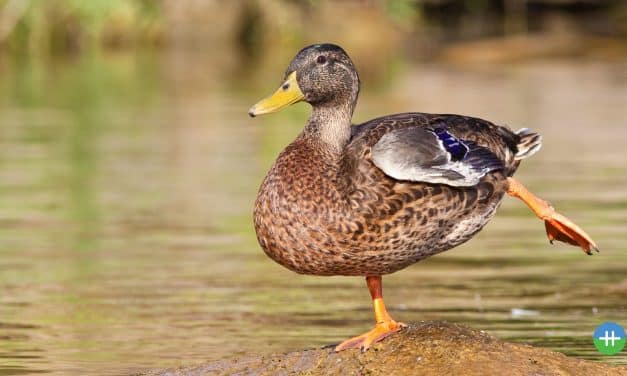 Doe dit eens om je balans te testen.