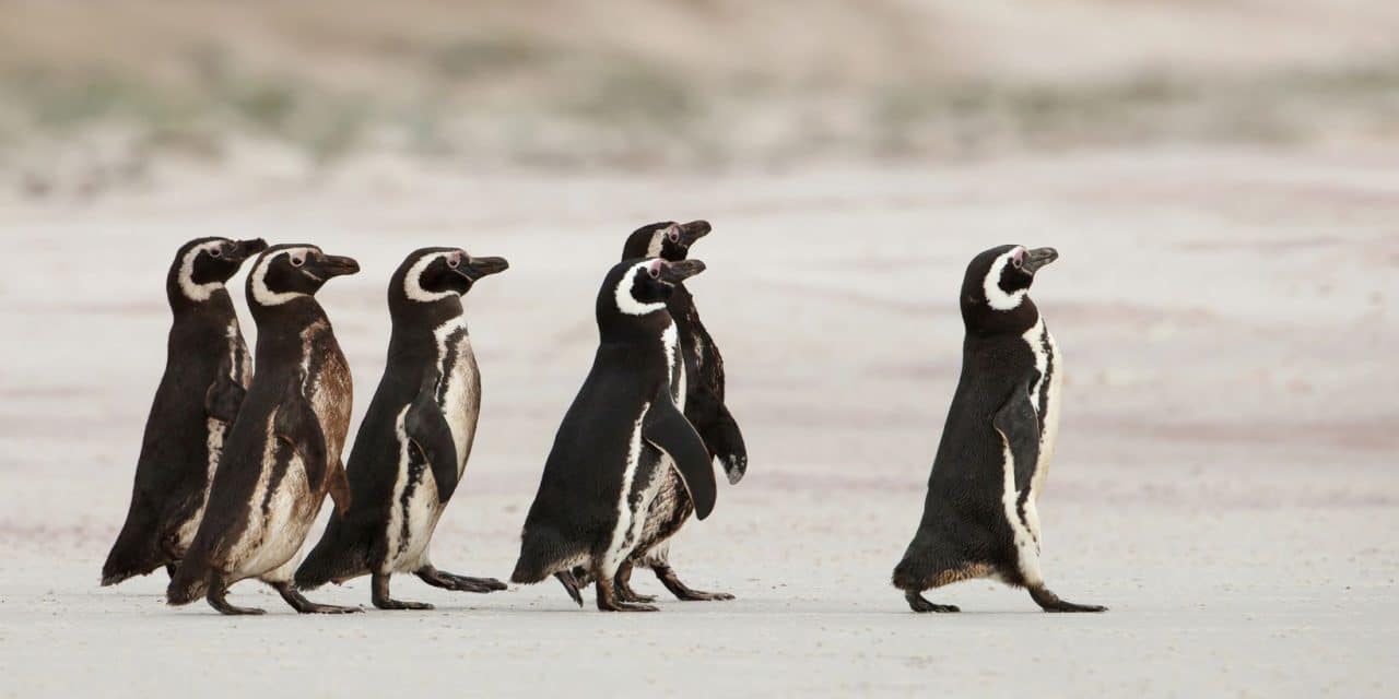 Ben jij een volger of beslis je zelf?